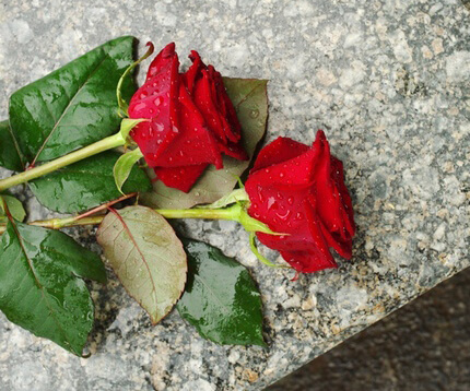 red-rose